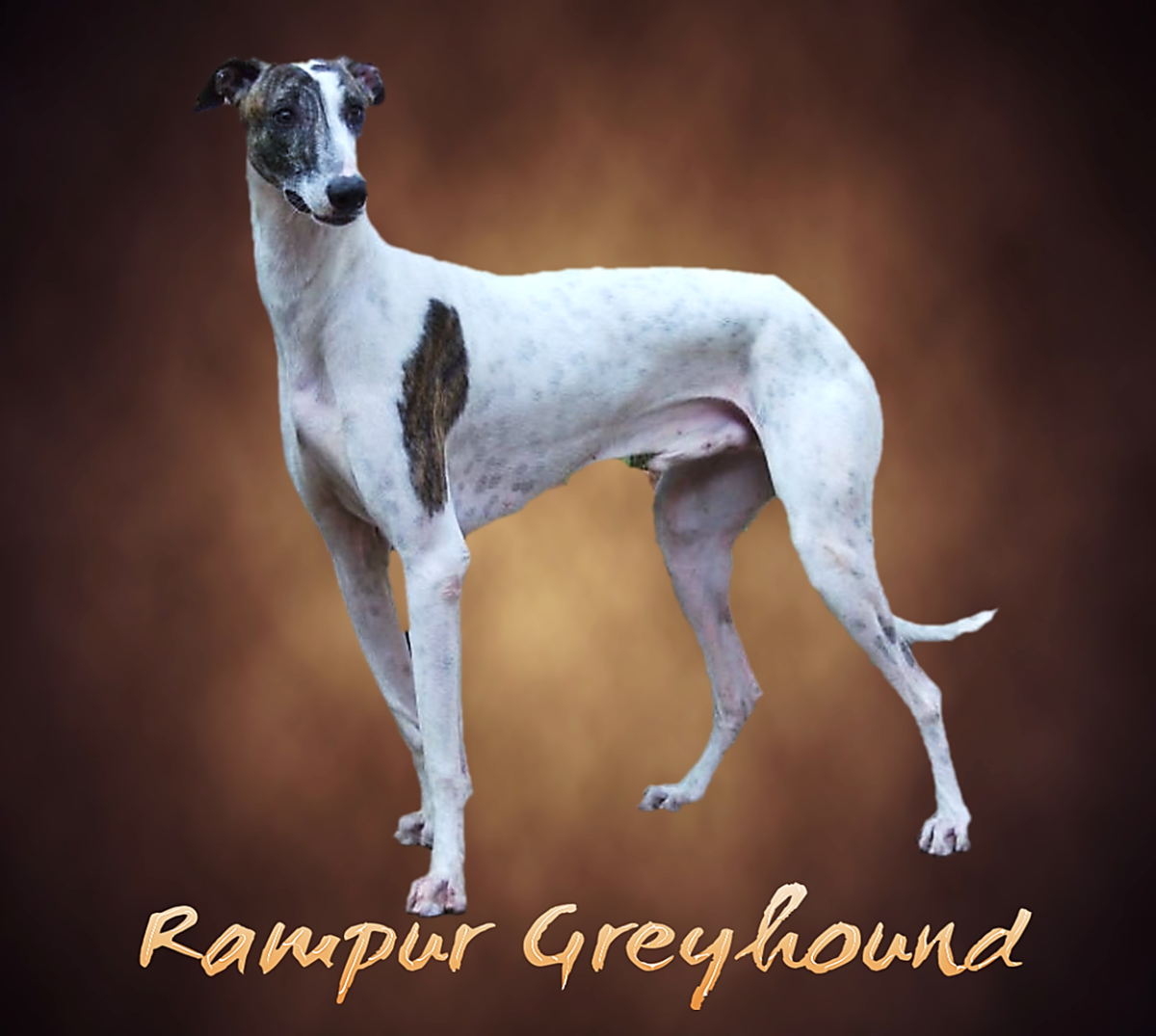 Rampur Greyhound : Breed Information, Facts and Characteristics