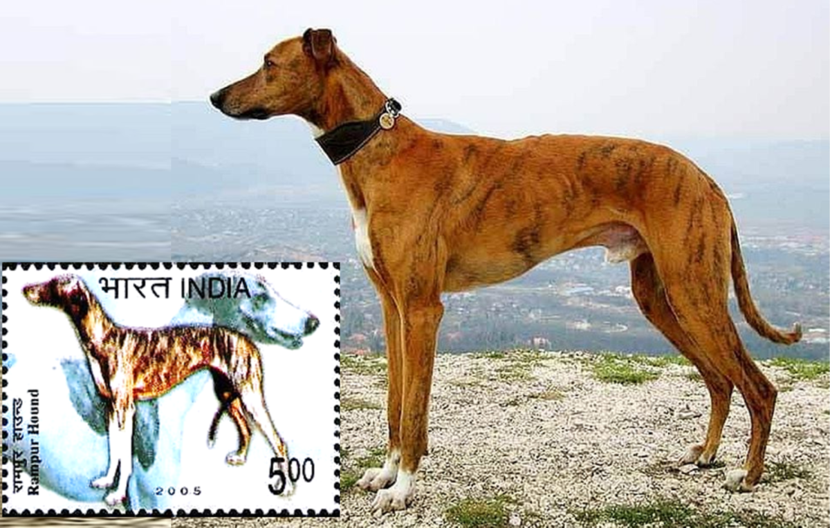 rampur-greyhound-indian-dog-breed-info