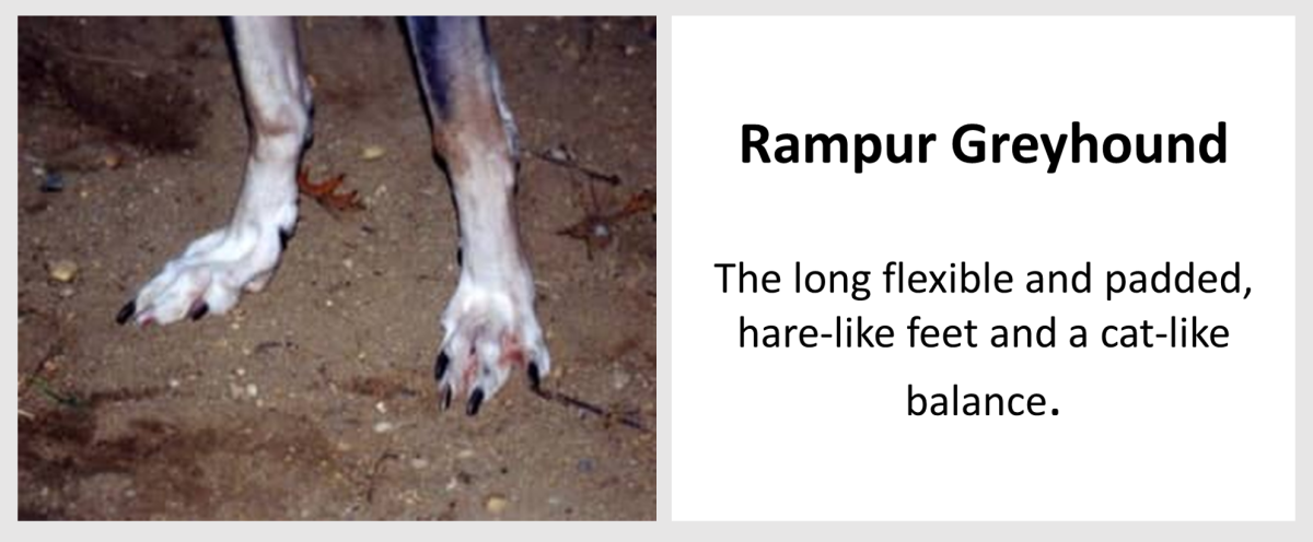 Rampur Greyhound 