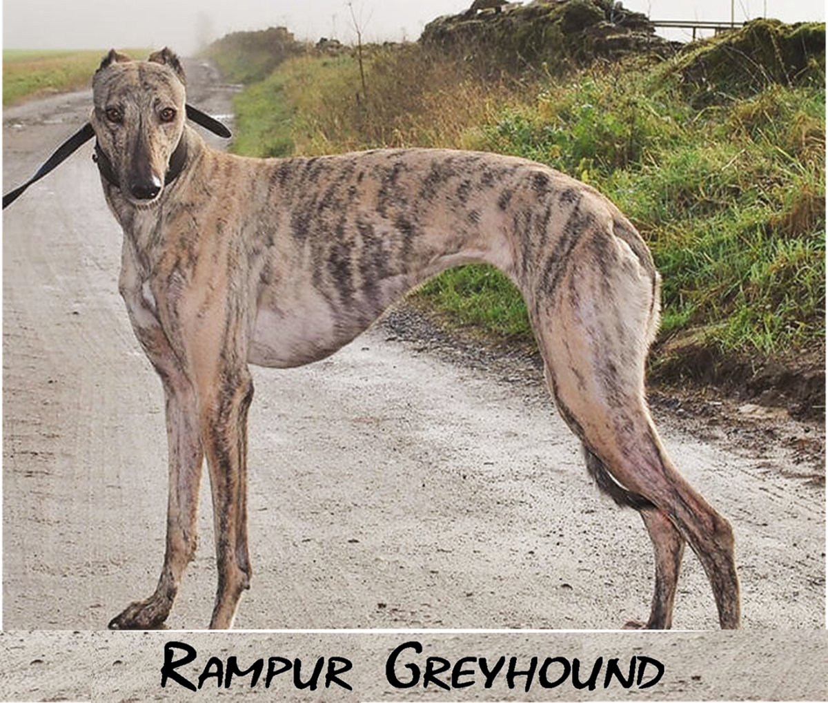 Rampur Greyhoun
