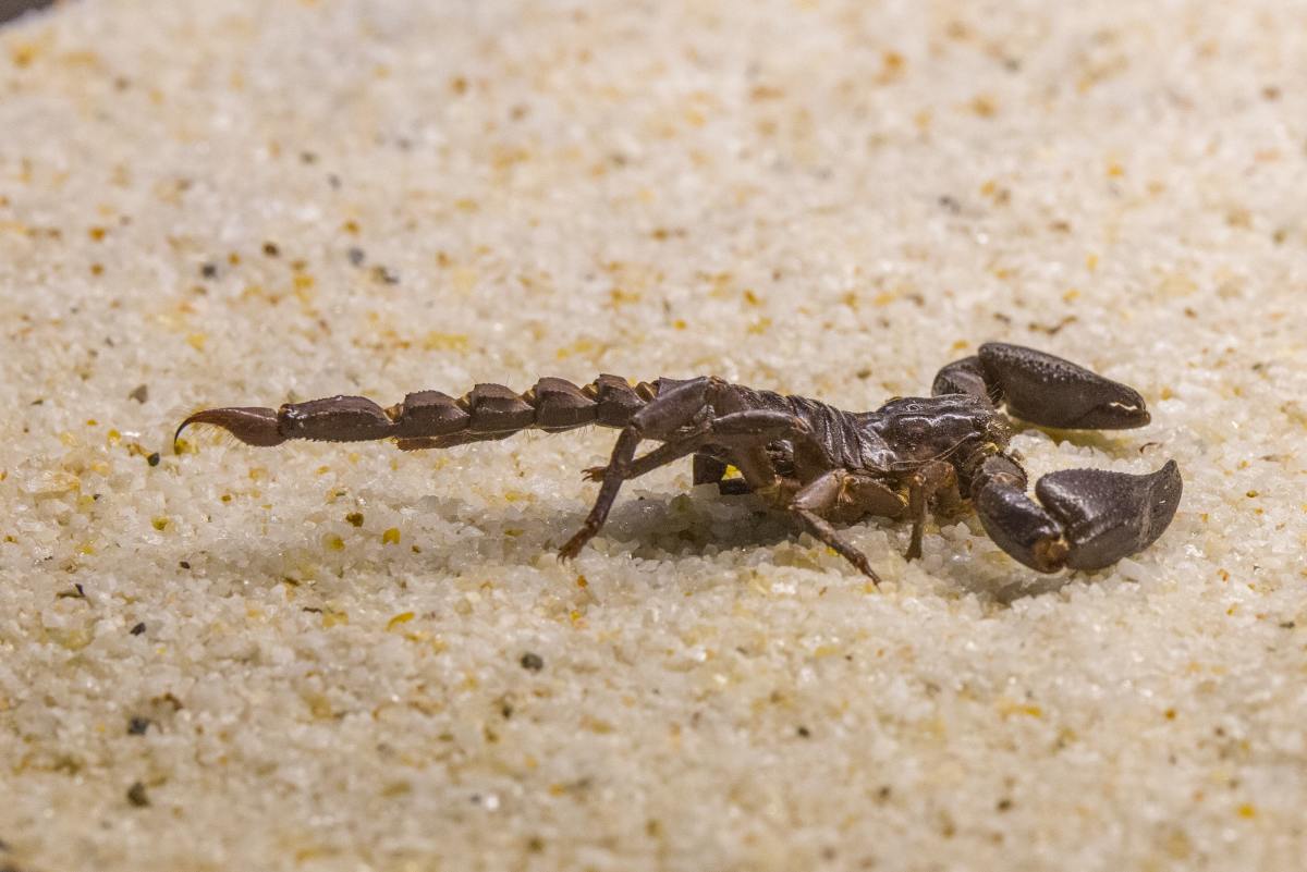 Scorpio is symbolized by the scorpion.