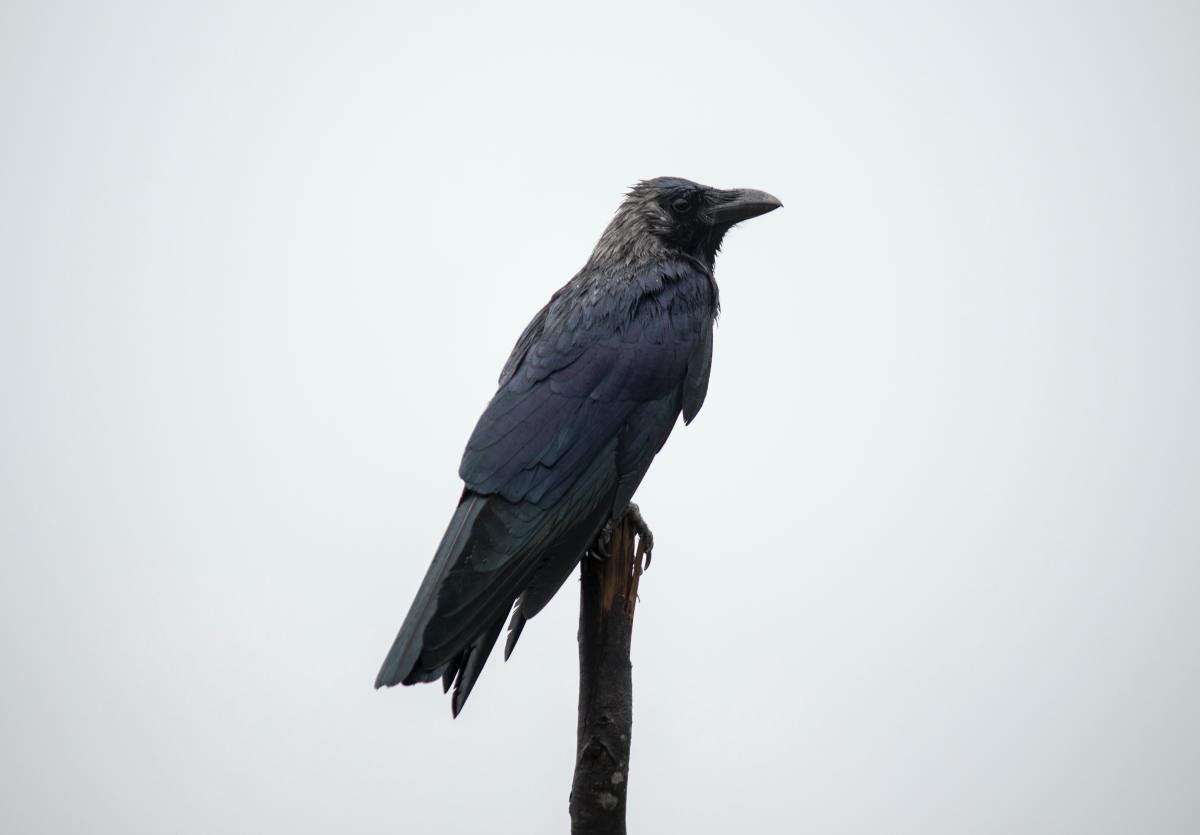与许多其他国家的迷信不同，在印度，乌鸦被认为是好兆头。