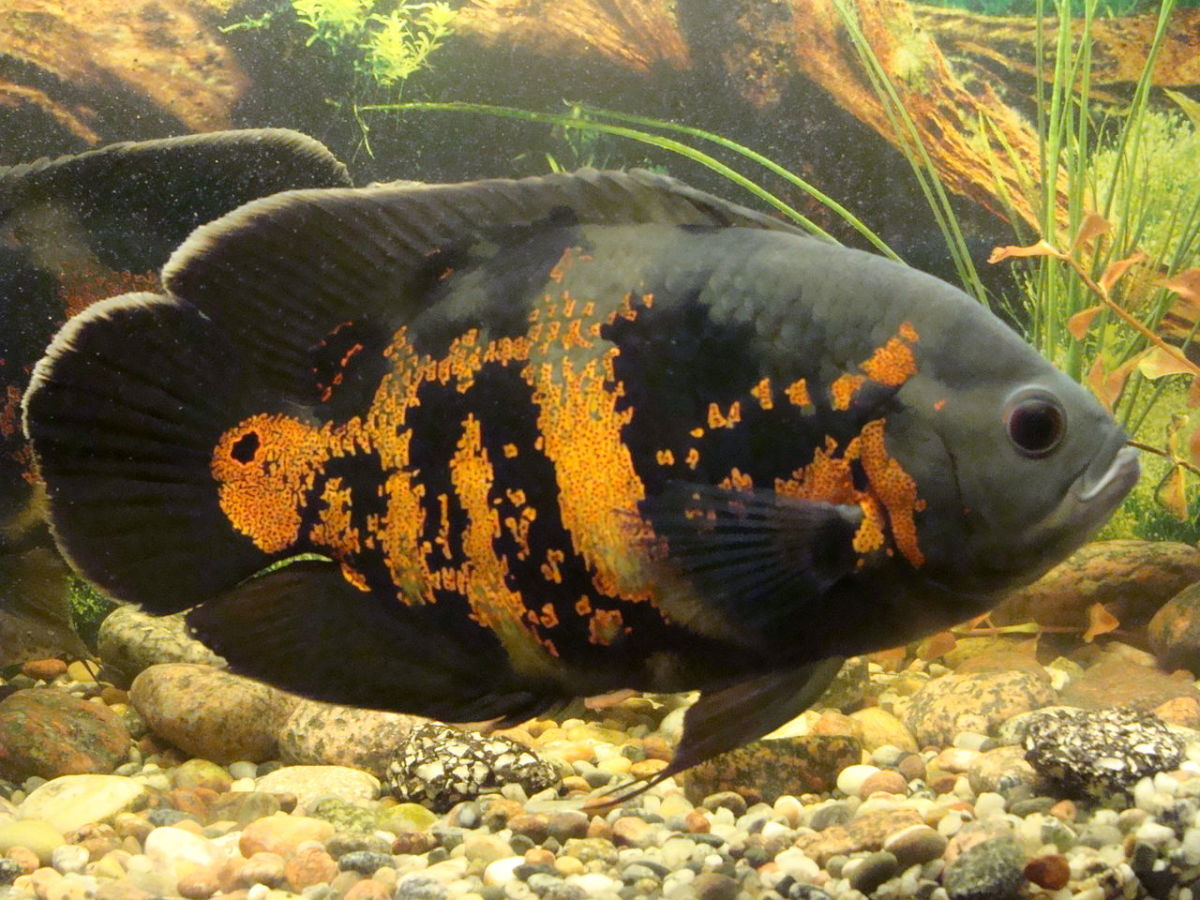Fish such as Oscars are highly aggressive and not appropriate for many tank mates. 