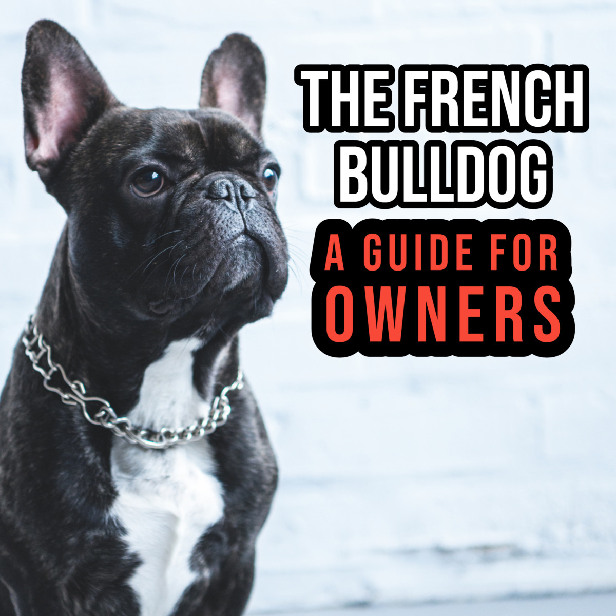 The French Bulldog: A Guide for Owners.