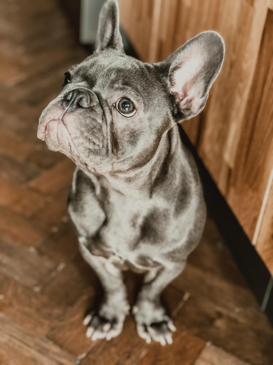 French Bulldog sitting patiently.