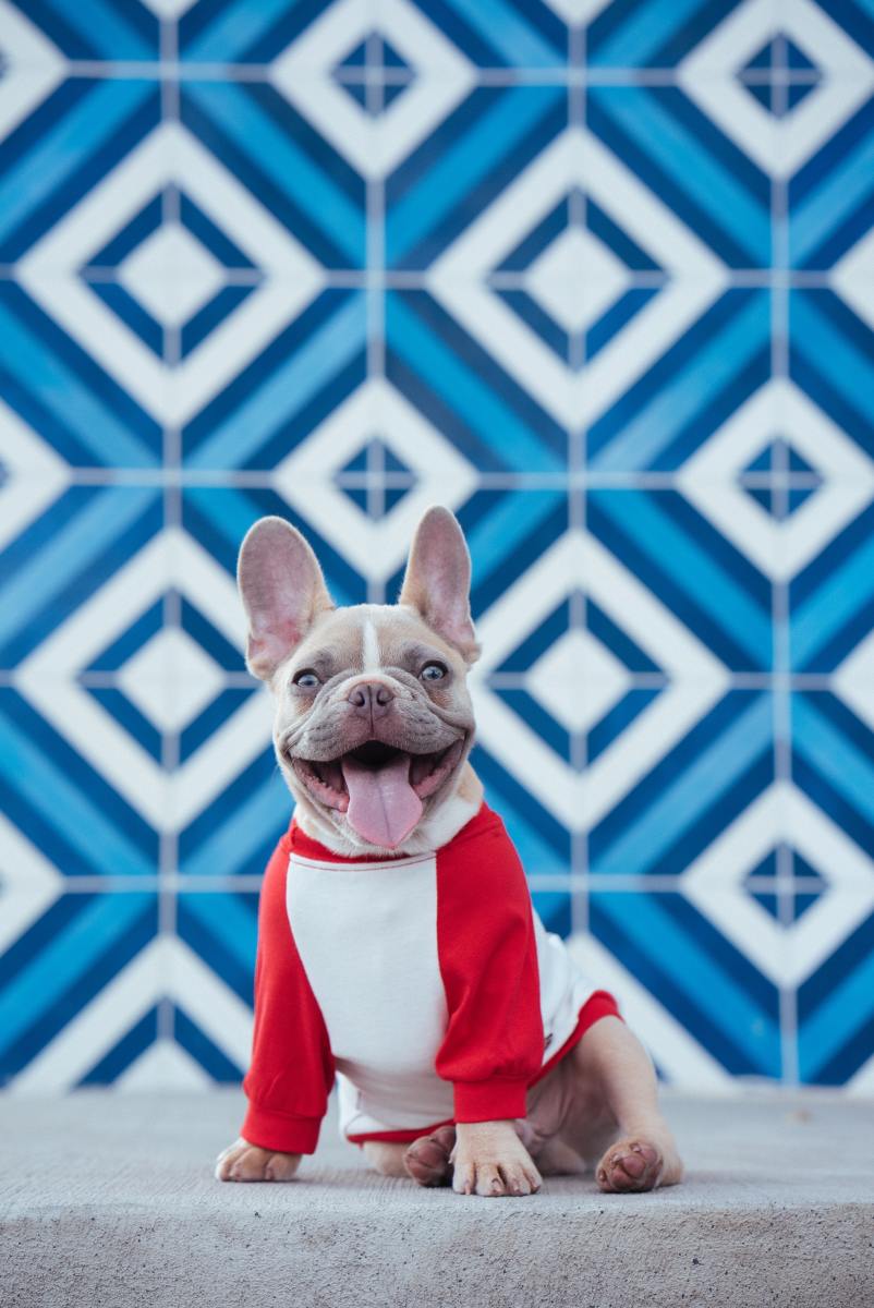 French Bulldog smiling for the camera.