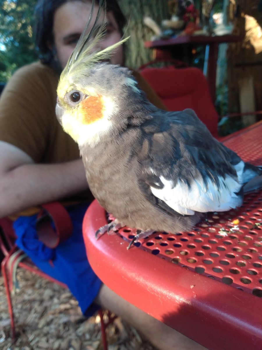 Our 31 year cockatiel; my autistic sons emotional support animal