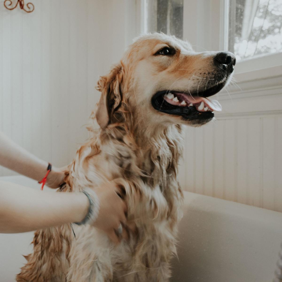 Medicated baths can be extremely effective for dogs with skin conditions, but only when done right.