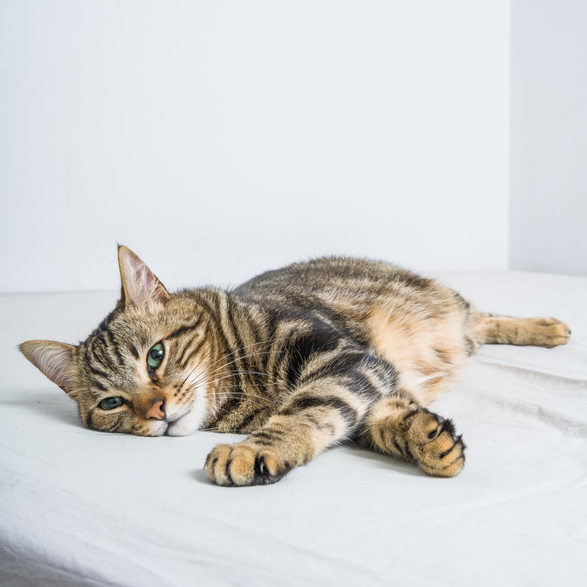 What Causes Kidney Failure in Cats? (And How to Avoid It)