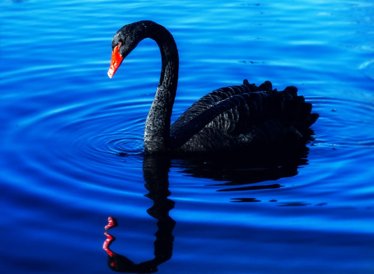 The connection between "Black Swan" and Carl Jung