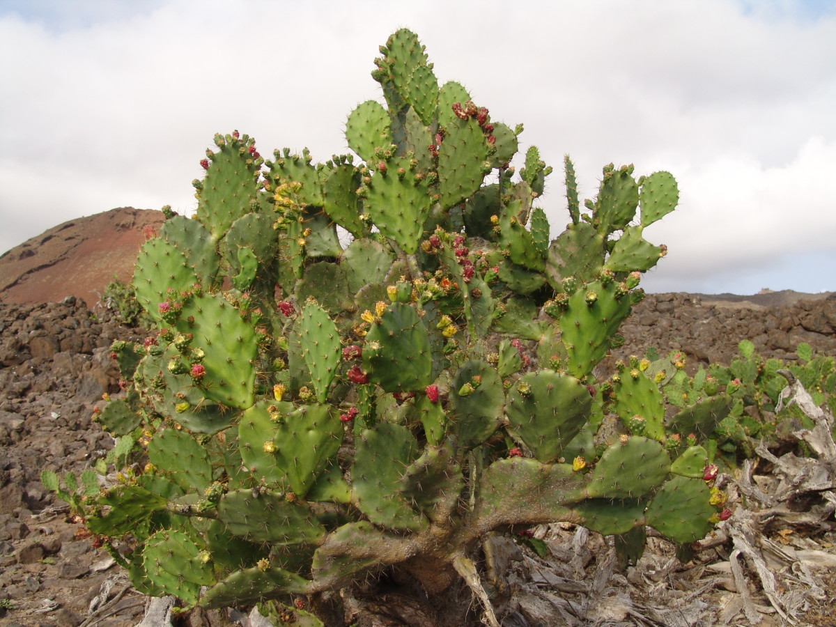 Sabras Cactus Fruit