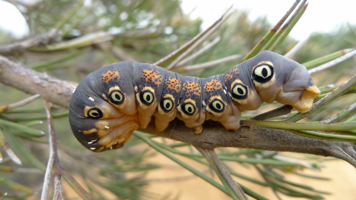 A dryandra moth caterpillar.