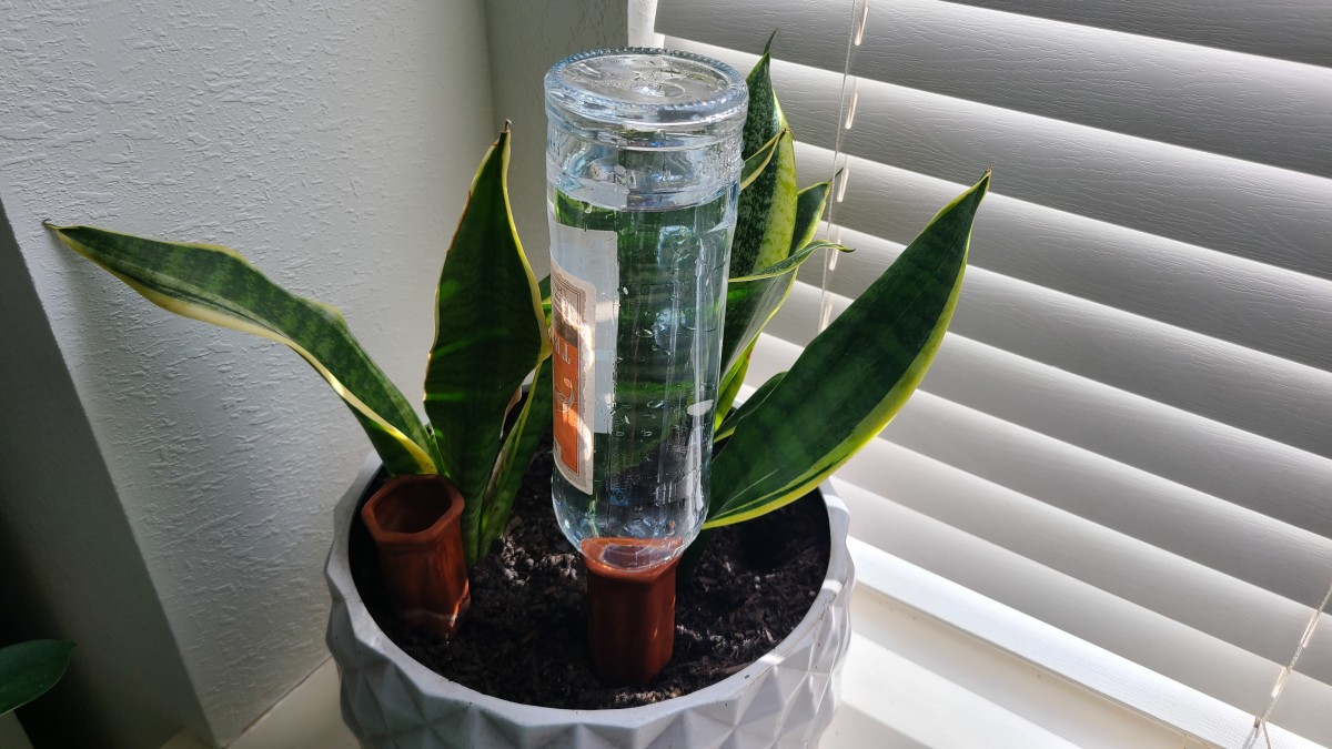 This article will break down how you can use terracotta clay spikes to water your plants while you're on vacation.