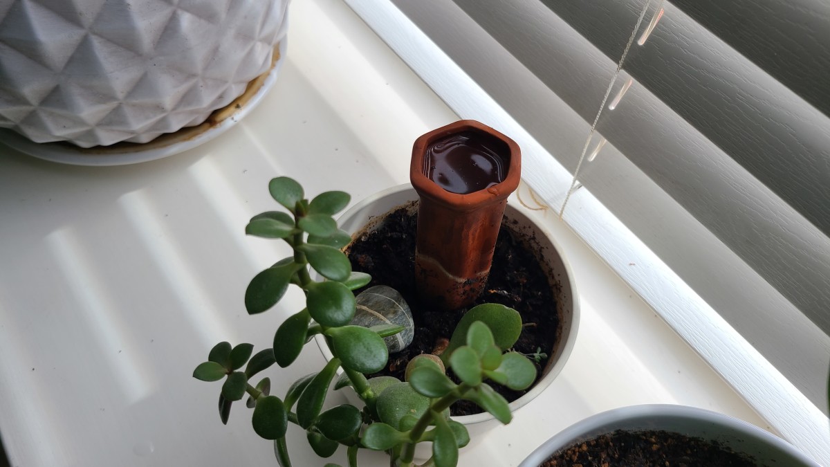 Low-water-use plants, such as succulents, may just need a tiny bit of extra water, so no bottle is needed.
