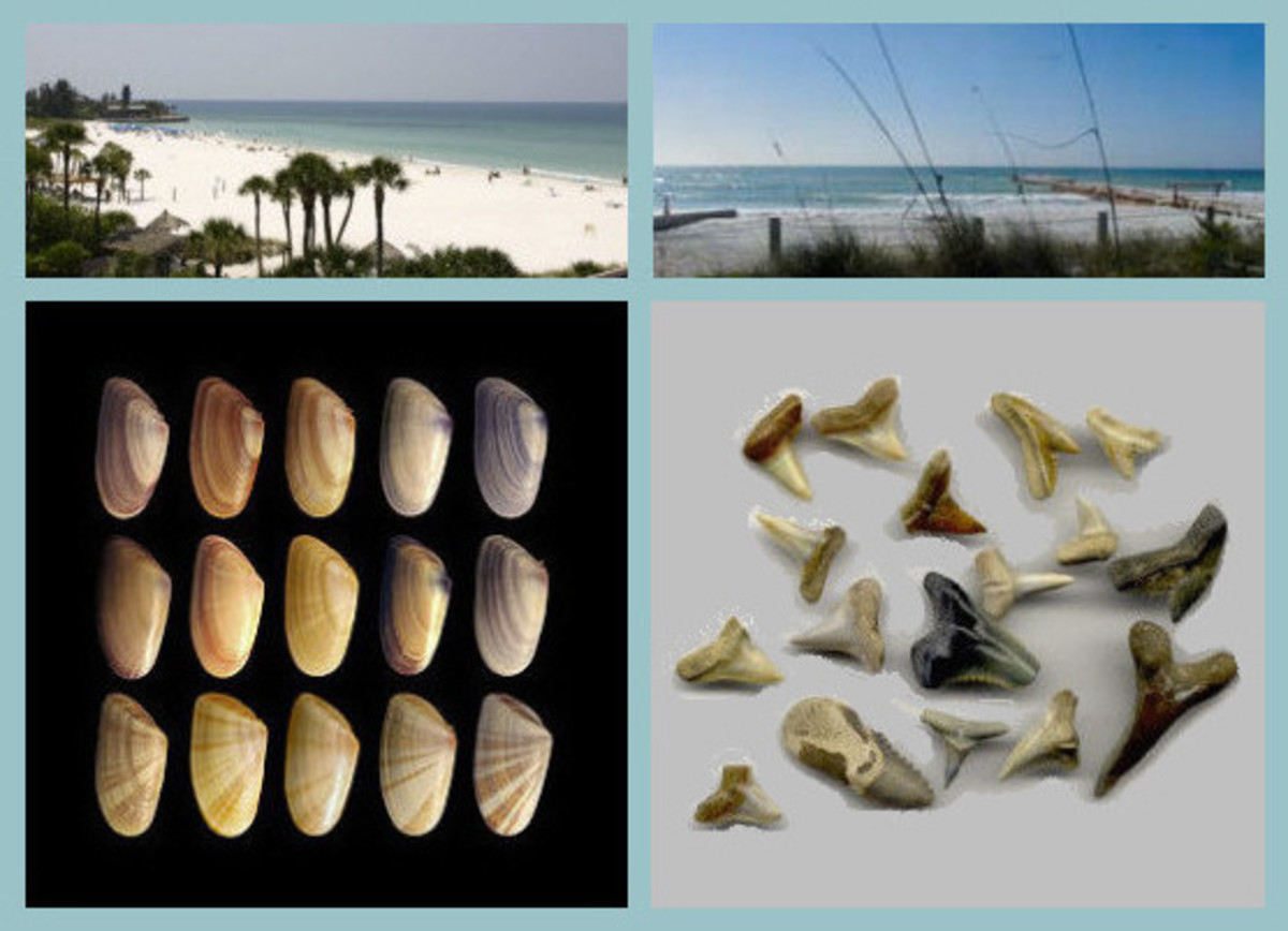 Some views and finds from our Bradenton beaches