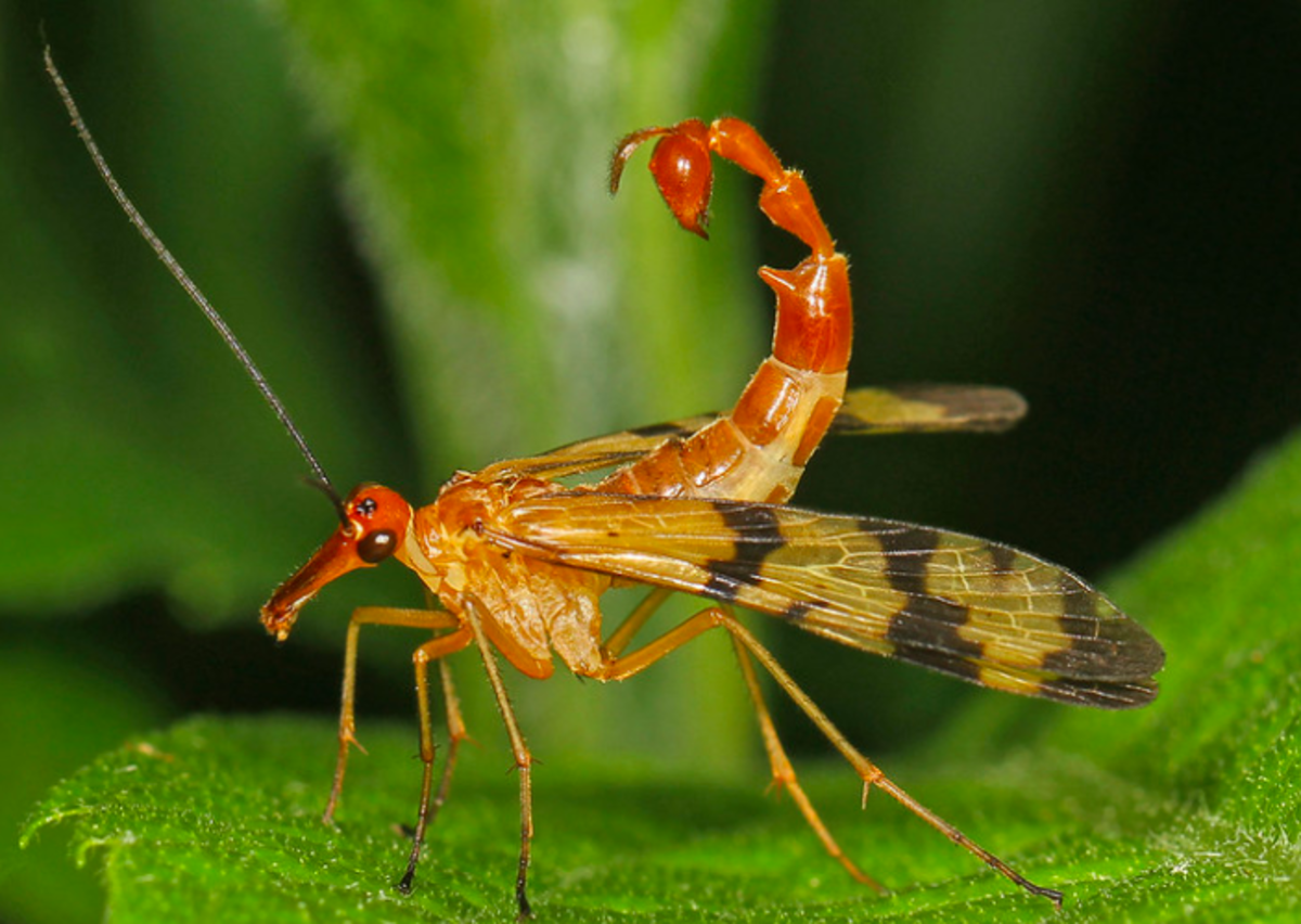A scorpionfly