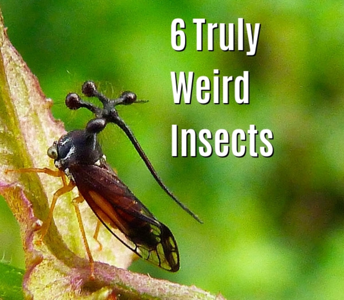 6 Extremely Weird Insects (With Photos)