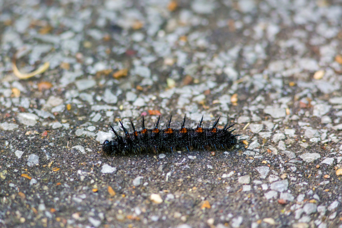The mourning cloak caterpillar eats specific types of leaves.