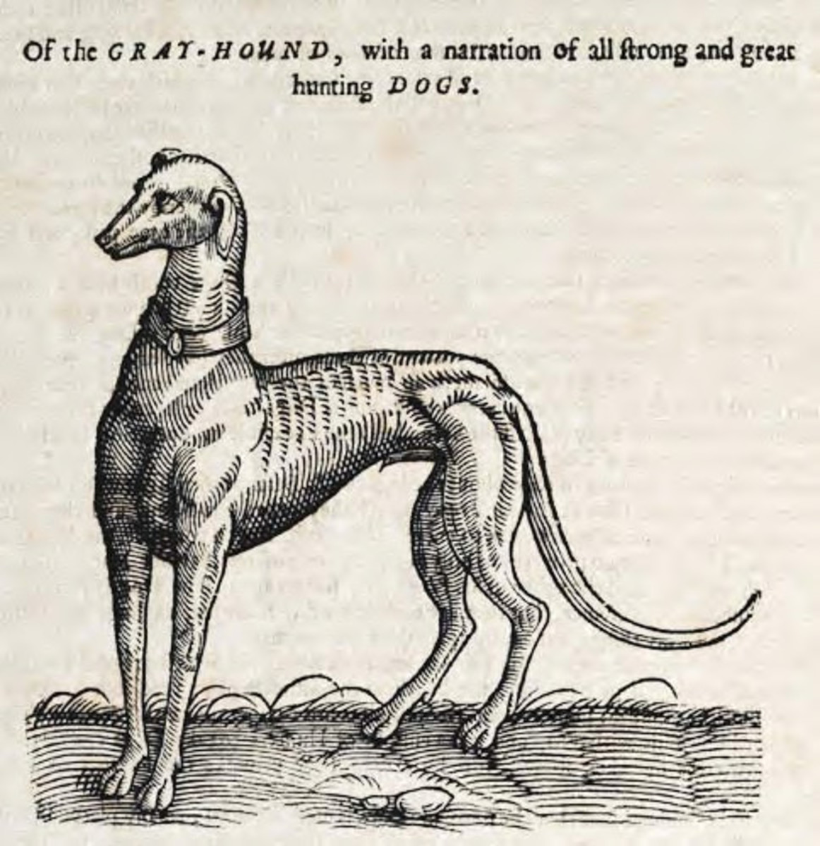 "Gray-Hound" in a 1658 English woodcut