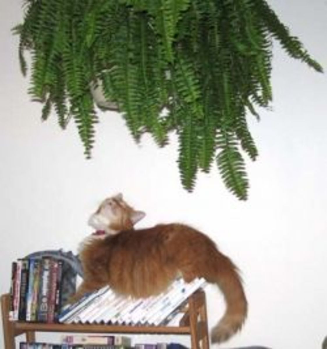 Rupert was watching the Fern of Doom day in and day out.