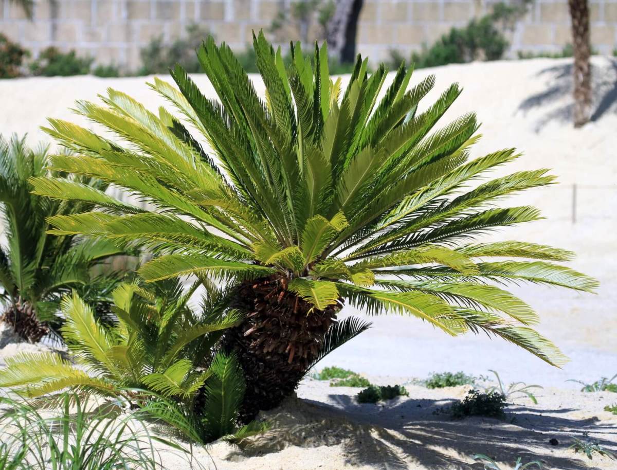 Sago Palm Plant