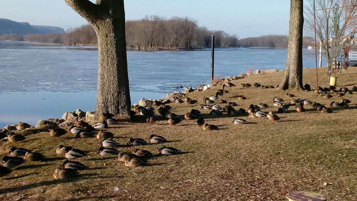 Ducks can be spotted snoozing along the river. 