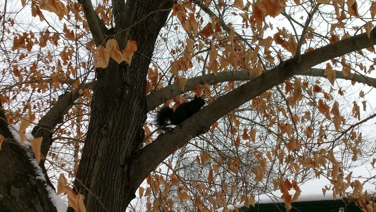 Black squirrels