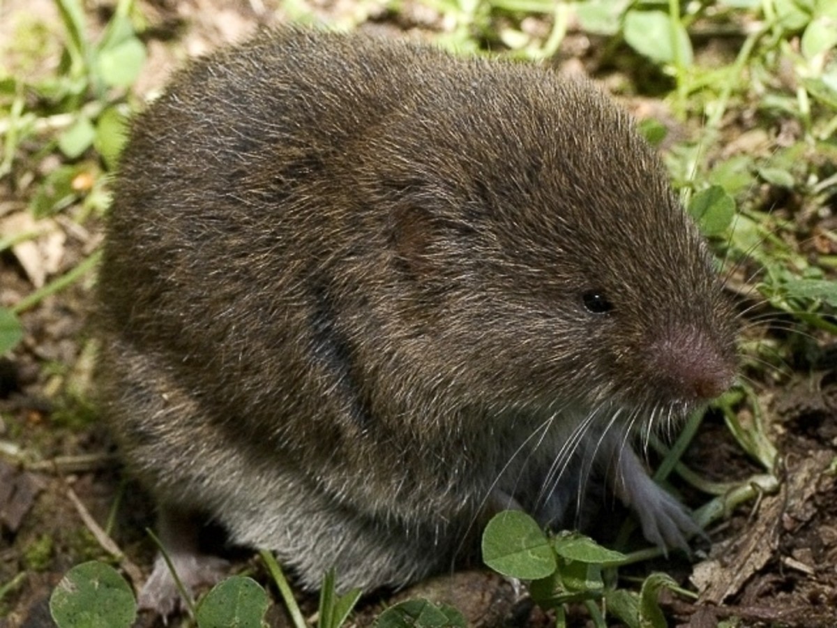 Microtus lusitanicus belongs to the same genus as the creeping vole and is a close relative.
