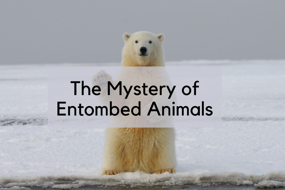 Uncover the mystery of entombed animals. 