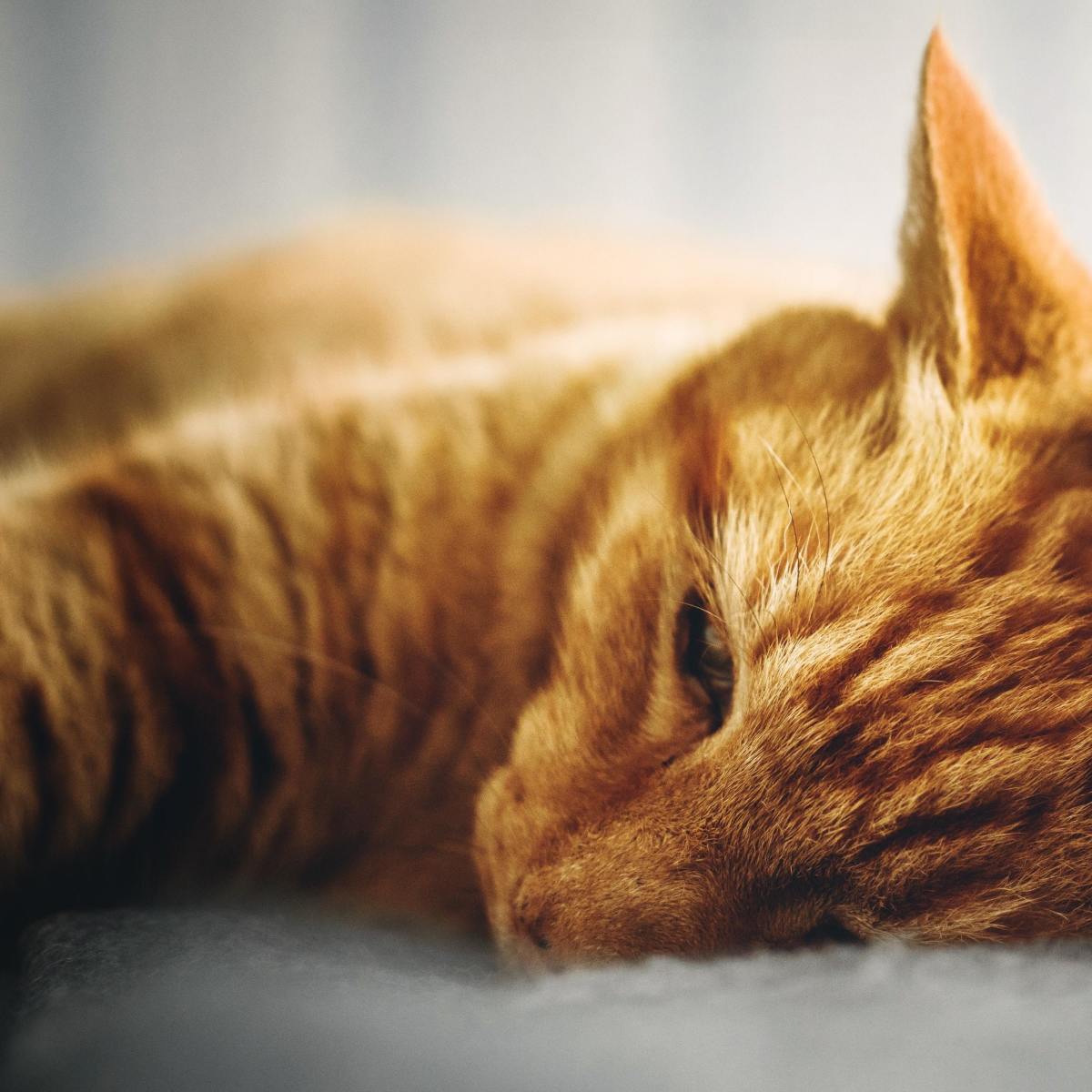 Learn about the signs and stages of chronic kidney disease and how to make a cat with kidney failure more comfortable.