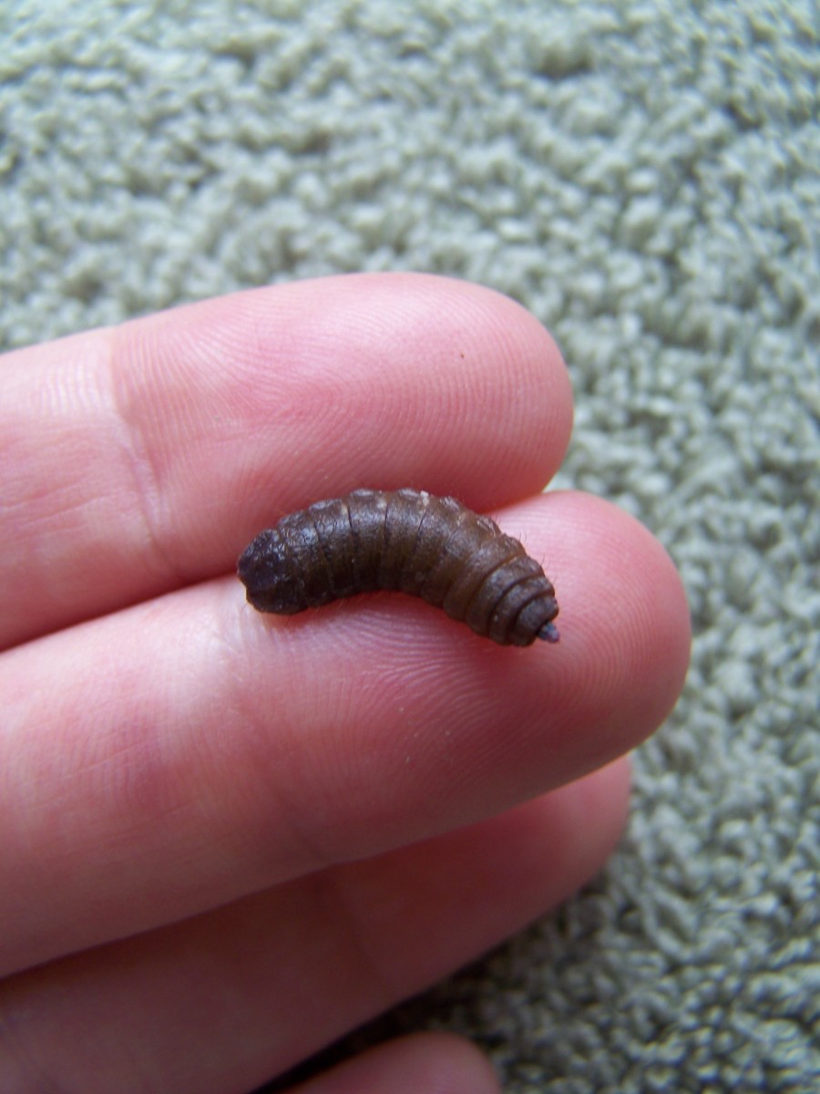 Phoenix Worm, better known as a black soldier fly larvae.