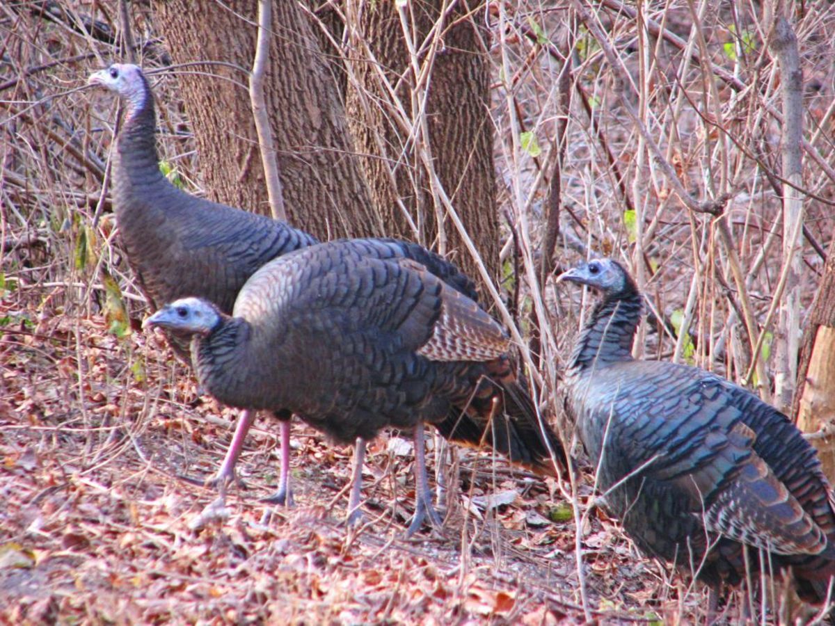 everything-you-need-to-know-about-turkeys