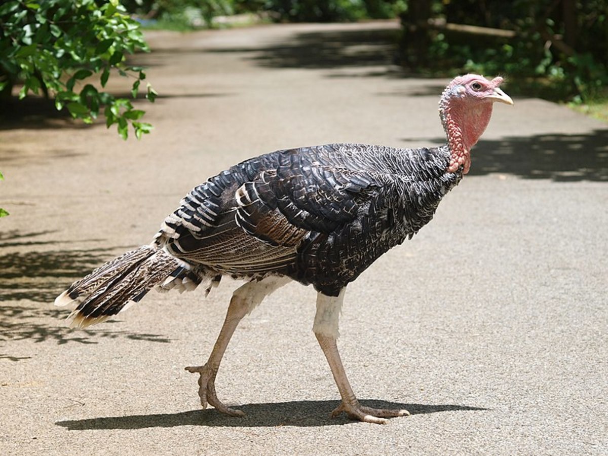 everything-you-need-to-know-about-turkeys