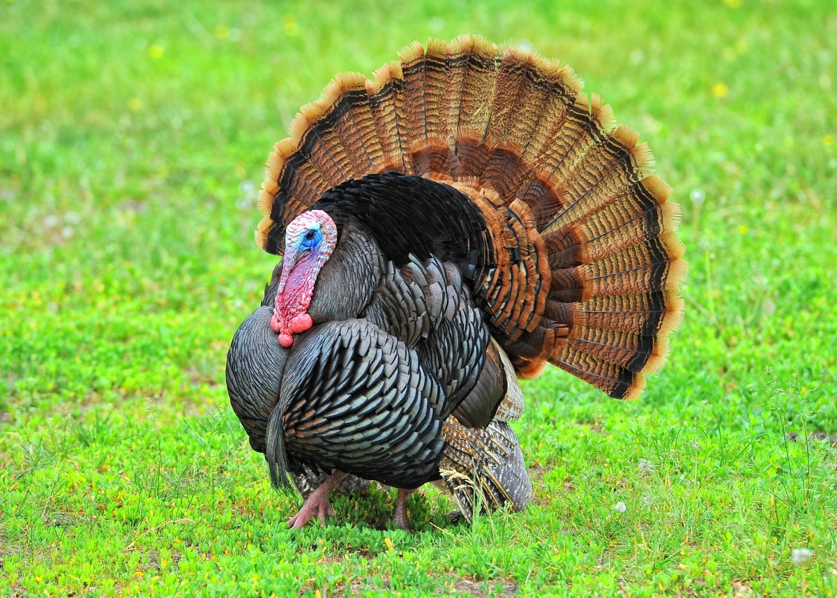 Everything You Need to Know About Turkeys