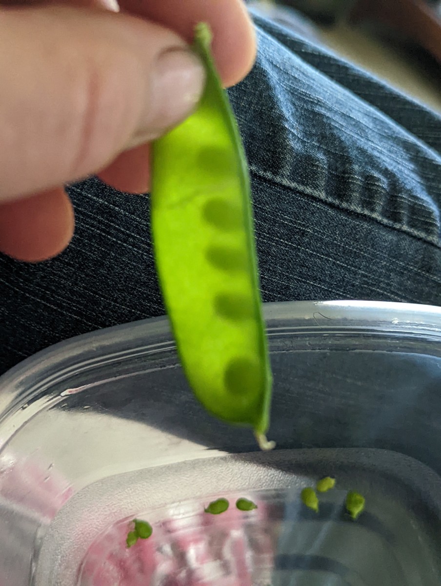 pea-picking-and-and-shucking