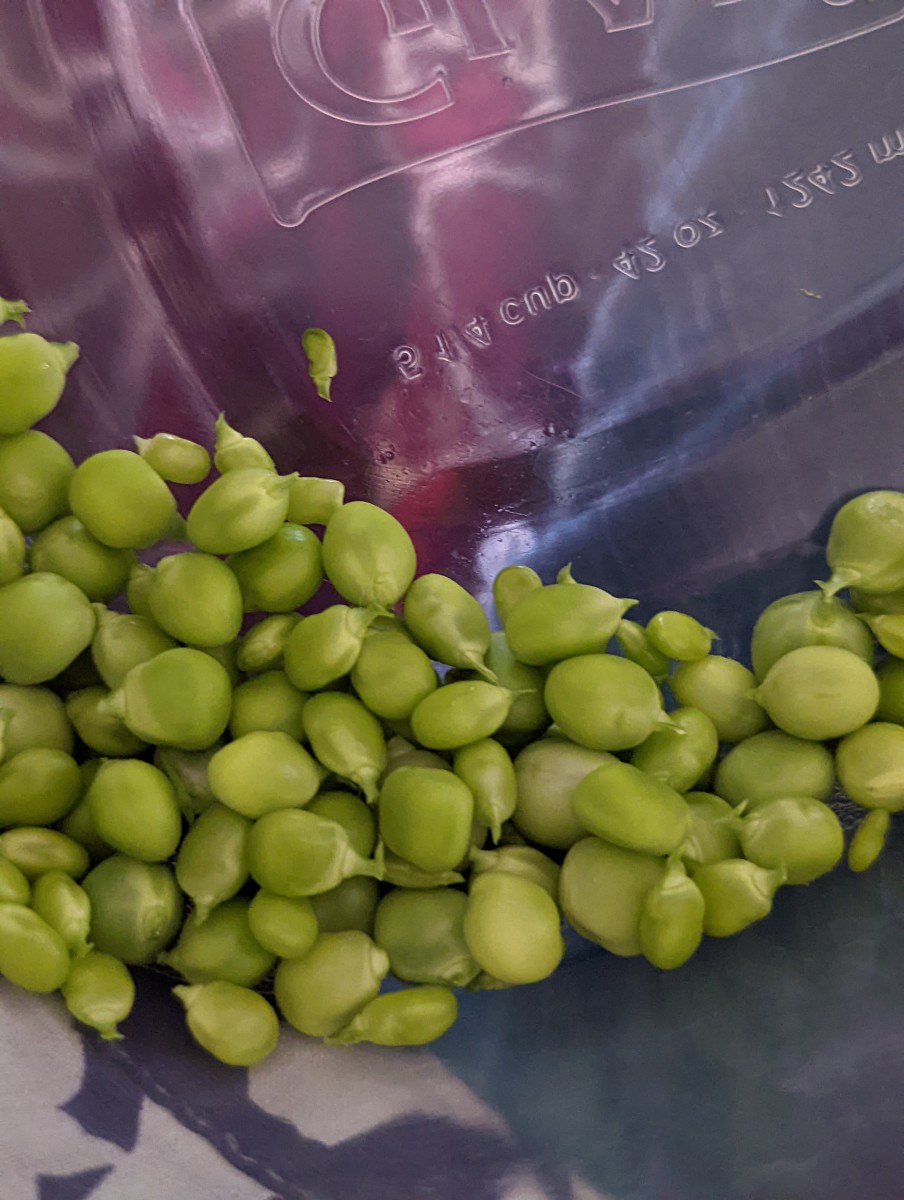 Pea Picking and Shucking