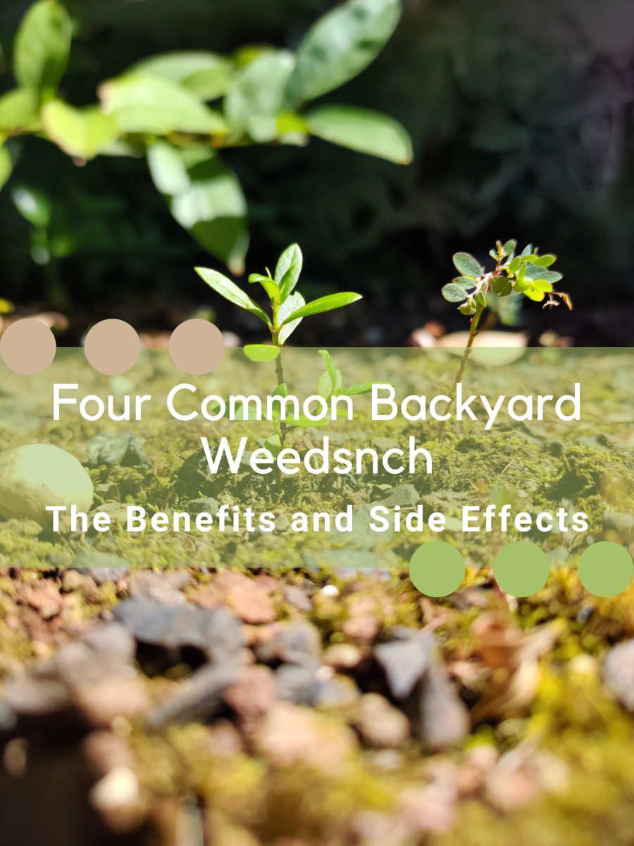 The Benefits and Side Effects of Four Common Backyard Weeds