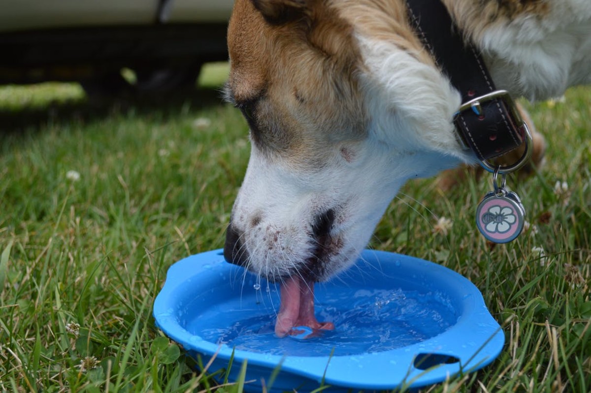 How to Keep Your Dog Hydrated and Catch Early the Signs of Dehydration