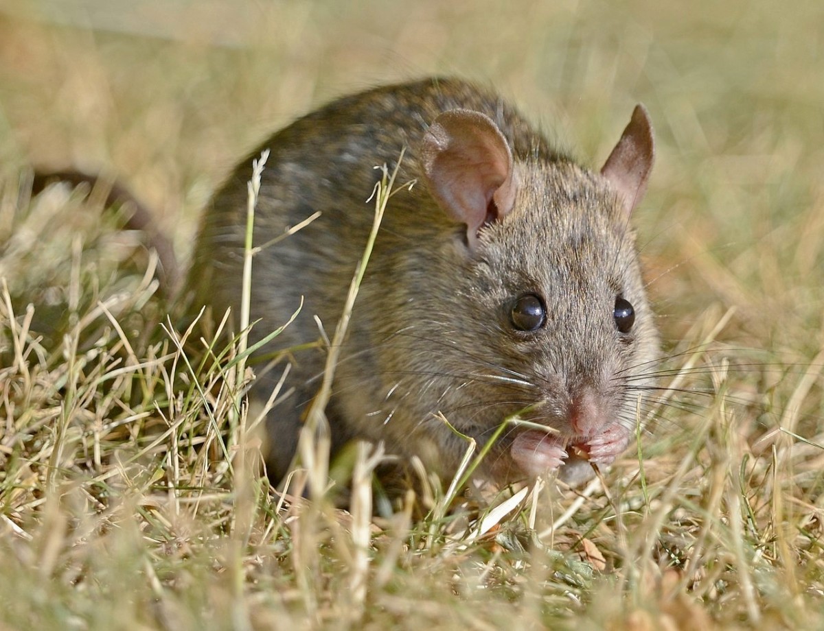 This is a Norway or brown rat. Some types of rats are used in medical laboratories. 