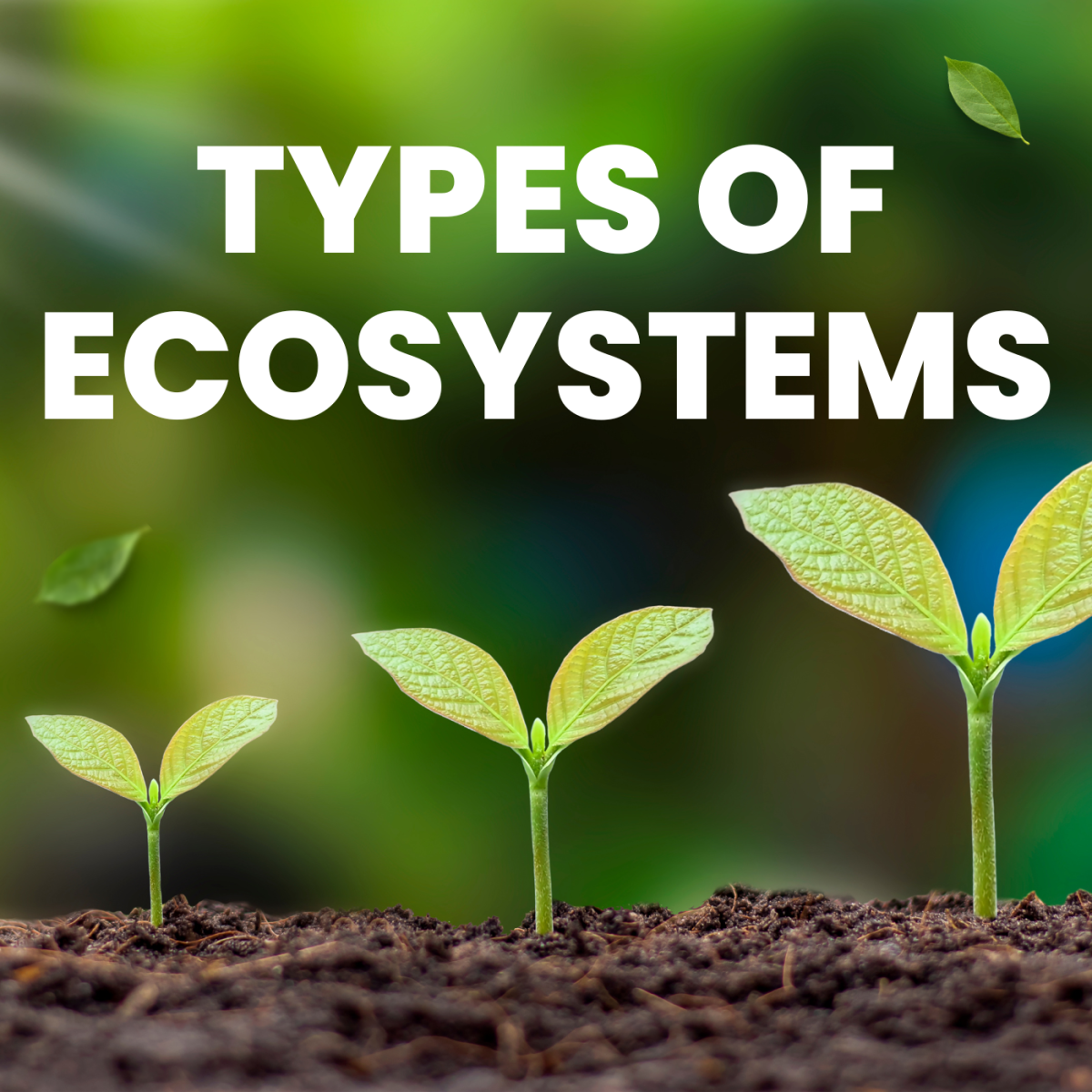 Three Different Types of Ecosystems