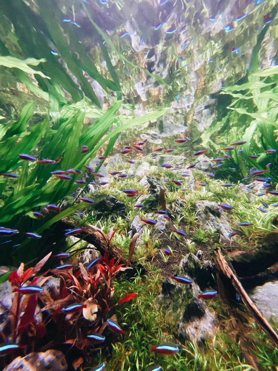 An aquarium is a great example of a microecosystem. 