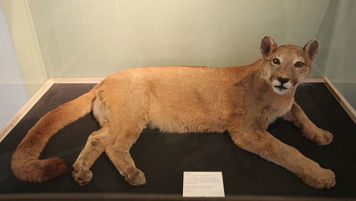 The captured puma now on display at a museum in Iverness.