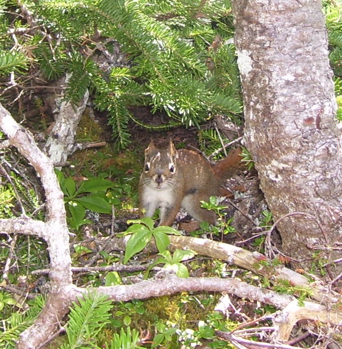 A curious squirrel peeks out from a tree along the Skerwink Trail. 