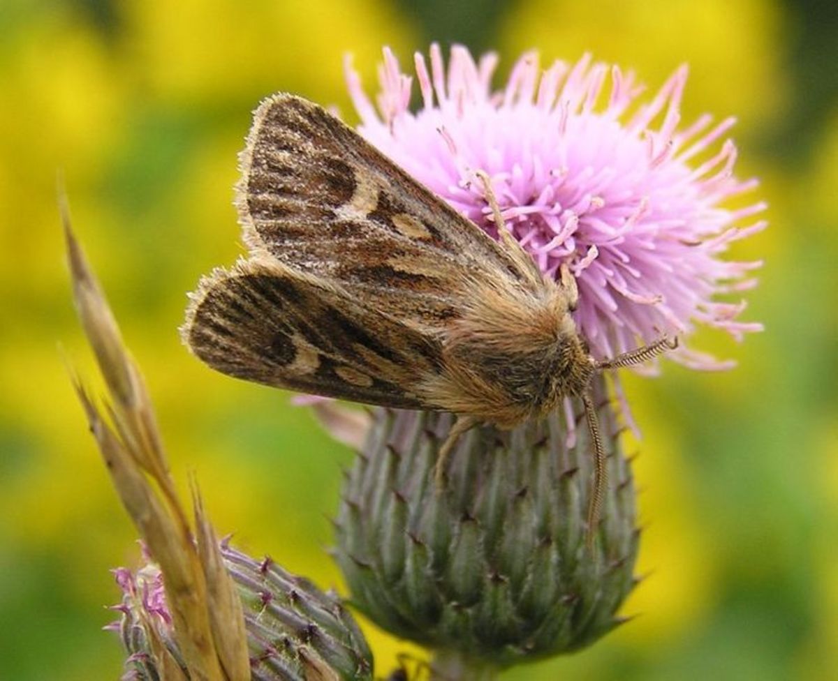 Moths and Butterflies that Survive in the Arctic and Mountain Regions