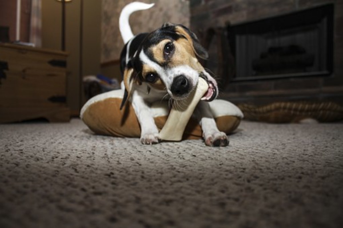 Teach your dog to drop your slipper in favor of the bone.