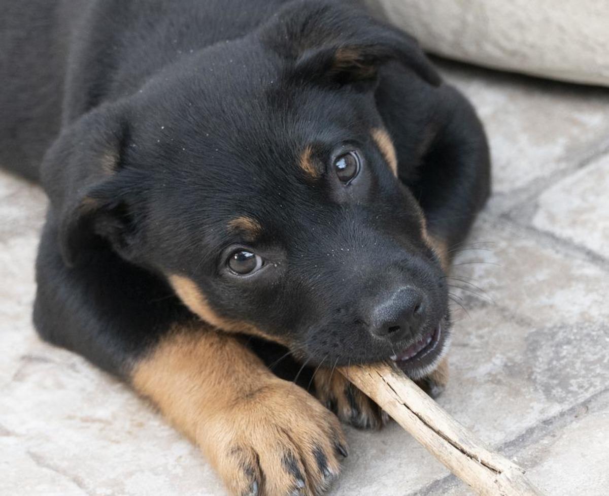 Chews help puppies during the teething process.