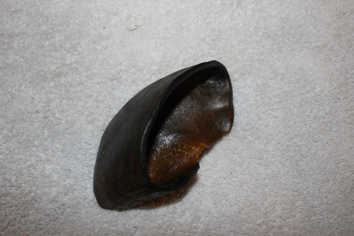Cow hooves can be filled with food and frozen for a long-lasting treat.