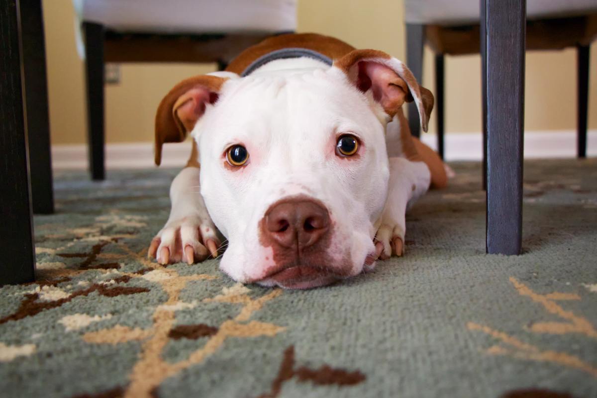 Giving your dog safe things to chew on keeps him busy and keeps him from getting bored.