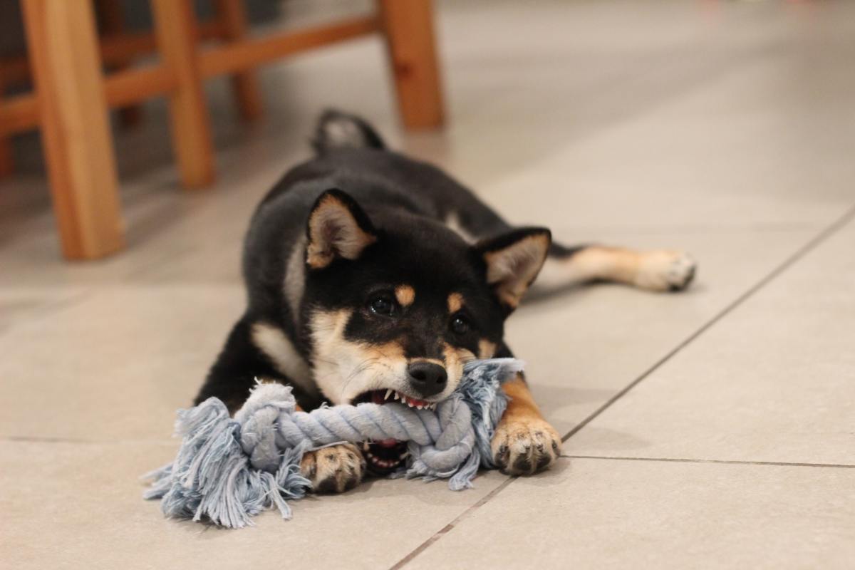 Many dogs love tearing up rope toys!