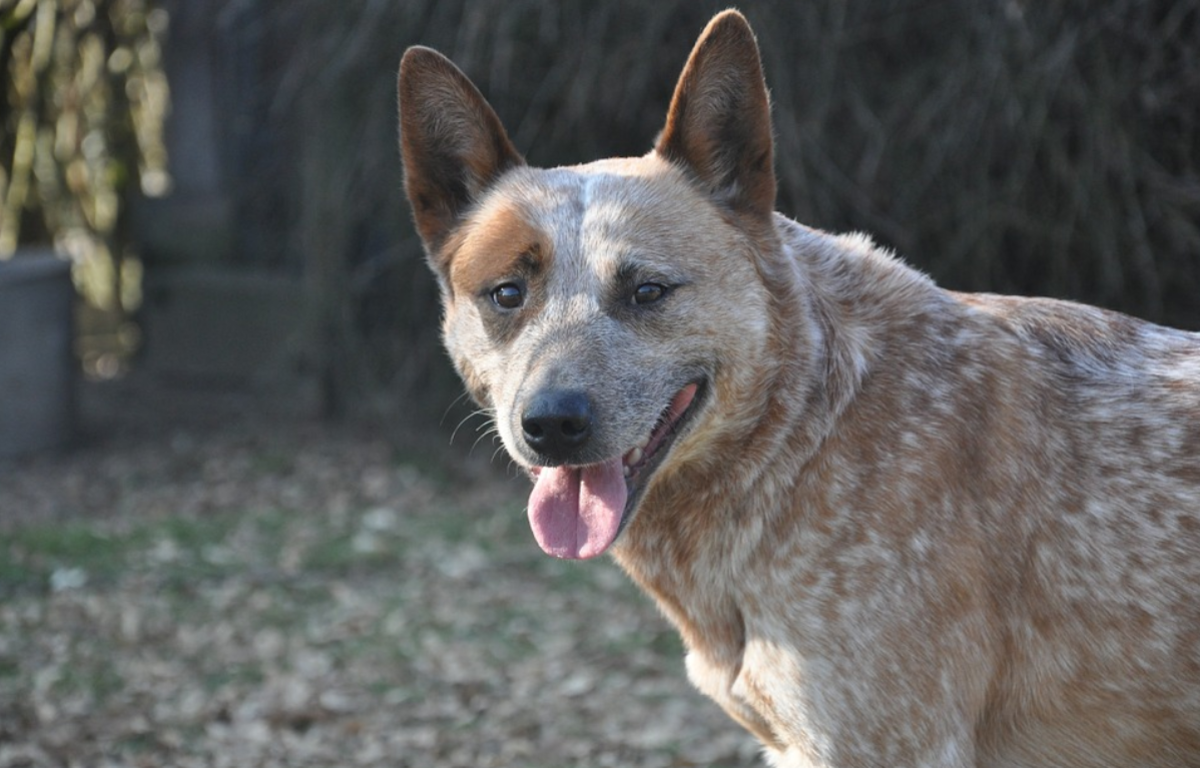 Australian cattle dogs are high energy, but very intelligent and eager to learn
